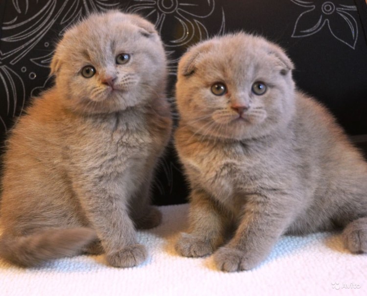 Британские вислоухие котята лиловые