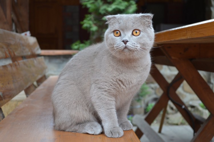 Смесь британца и шотландца