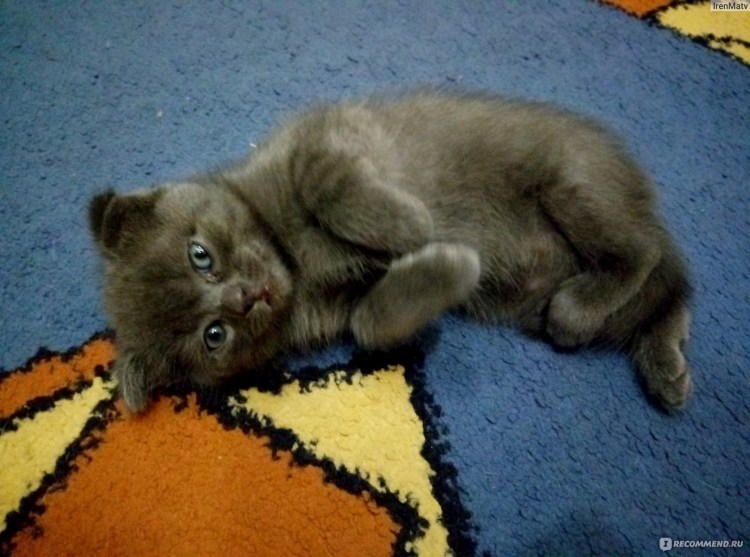 Вислоухие котята метисы