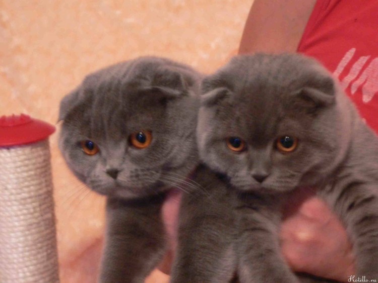 Британские котята медвежьего типа вислоухий