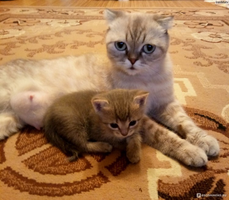 Беспородные вислоухие котята