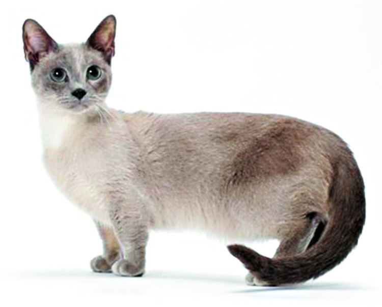 Манчкин кот