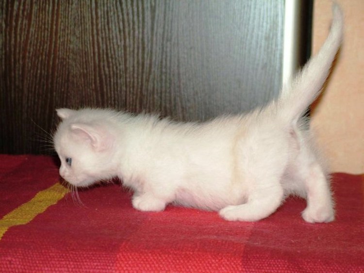 Манчкин кинкалоу