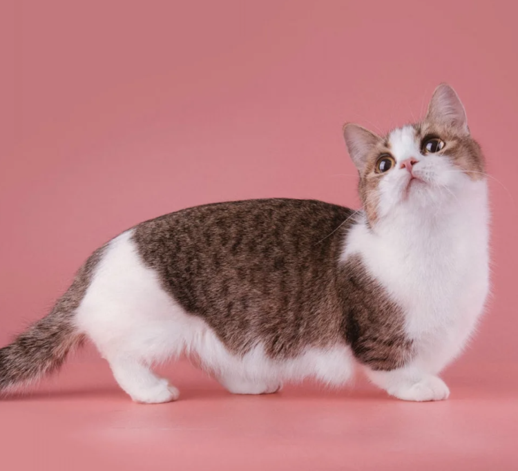 Коты породы Манчкин