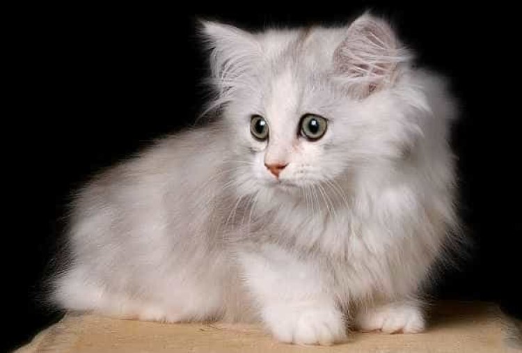 Манчкин кошка рыжая