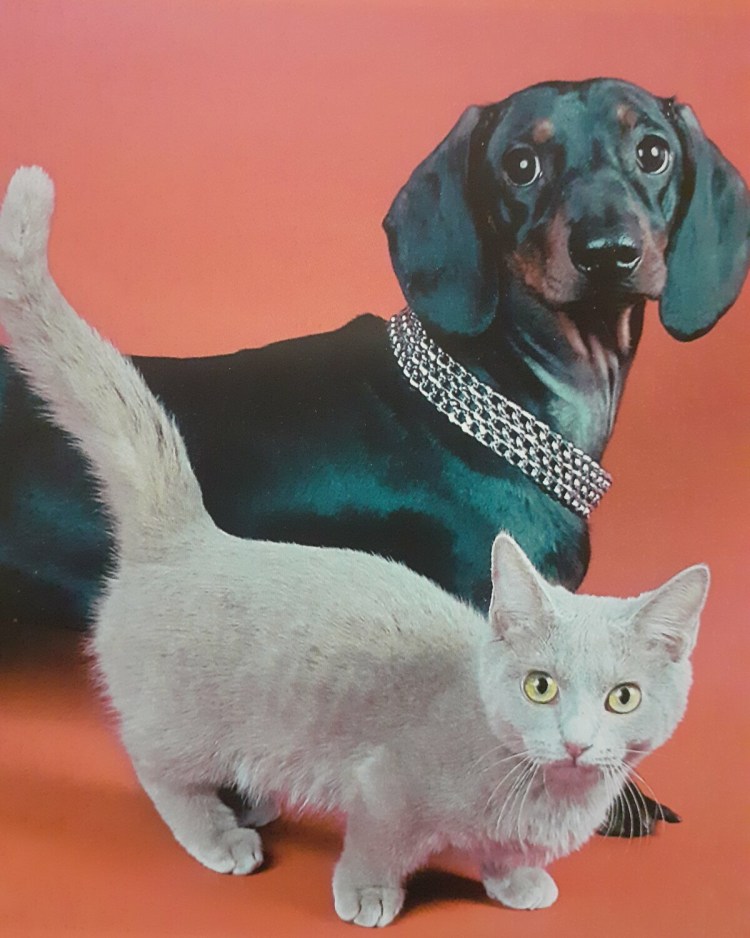 Манчкин длинношерстный