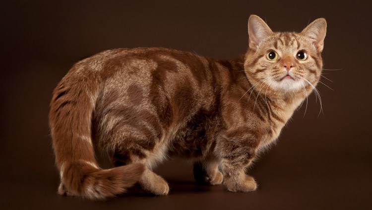 Манчкин длинношерстный