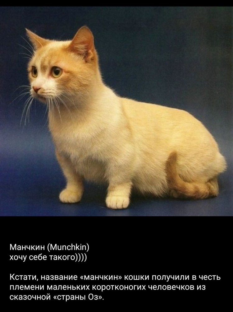 Кот такса Манчкин