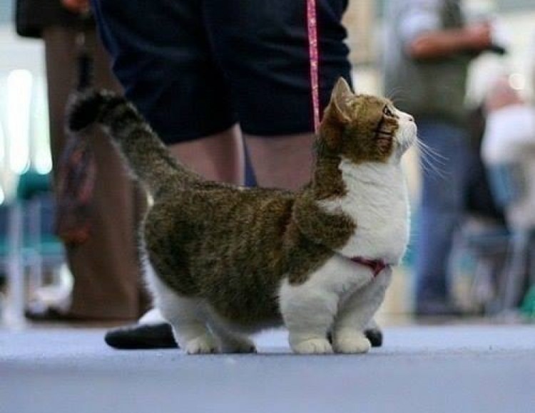 Рэгдолл Манчкин