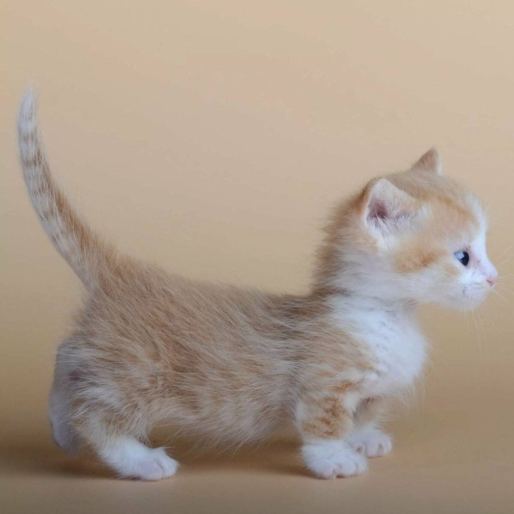 Рэгдолл Манчкин кошка