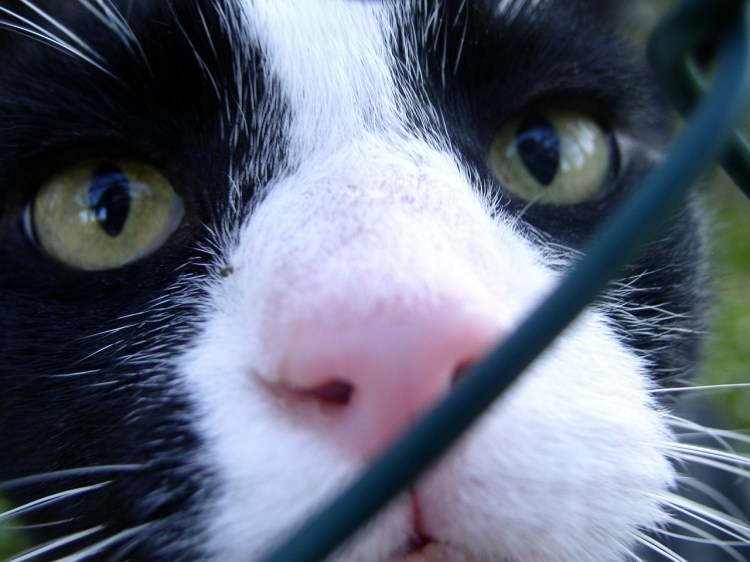 Фото кошек крупным планом