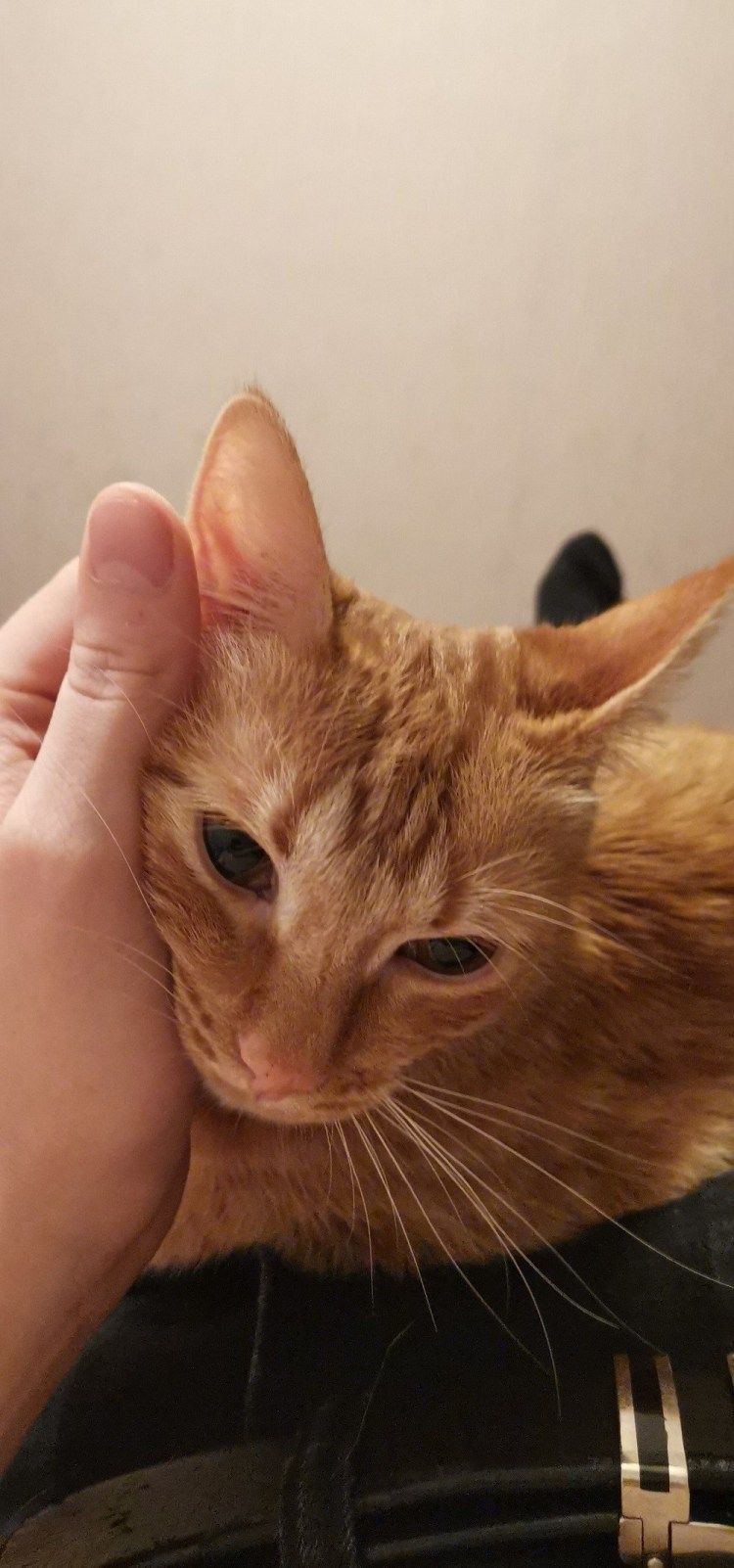 Курносые кошки