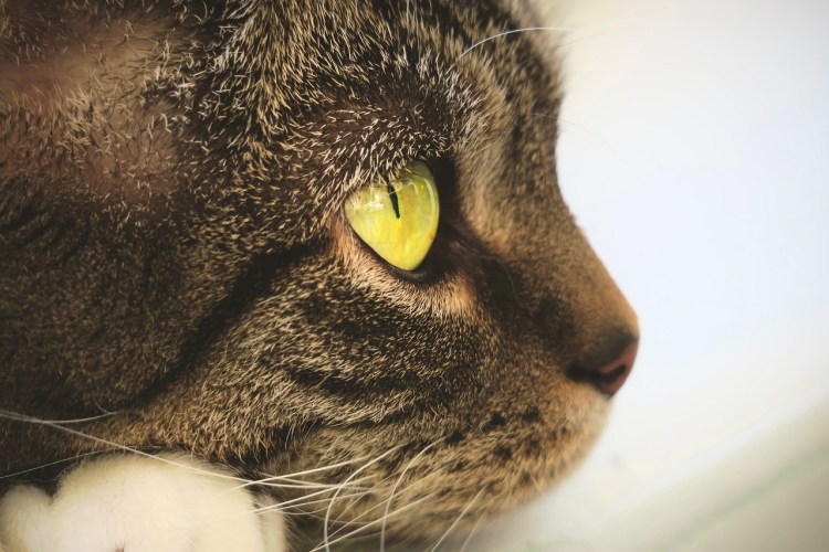 Лентиго симплекс у кошек