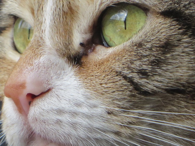 Кошка с светло салатовыми глазами