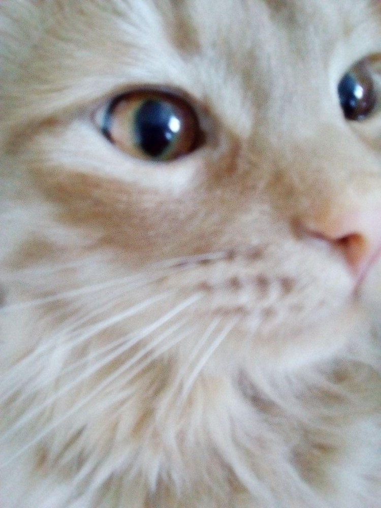 Выпадение слезной железы третьего века у кошки