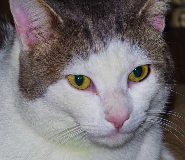 Коричневое пятно на носу у еотп