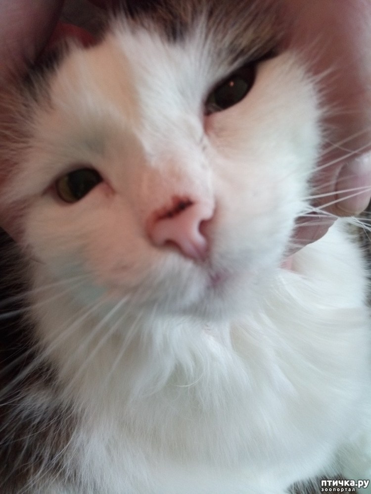 Родинка на носу у котенка