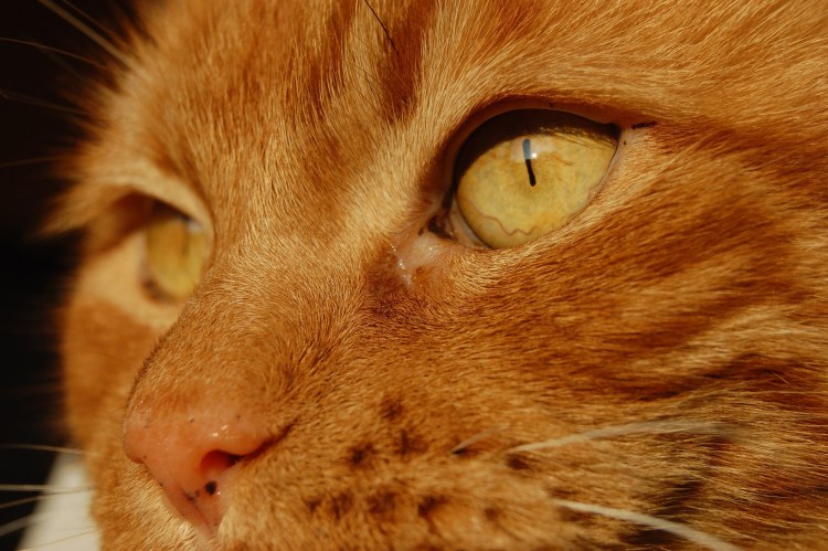 Калицивироз (эозинофильная гранулема)