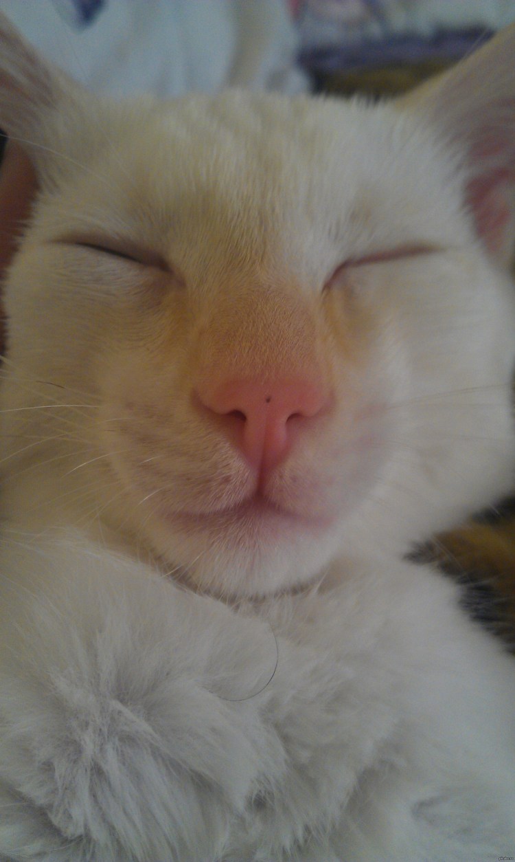 Рыжий кот с веснушками