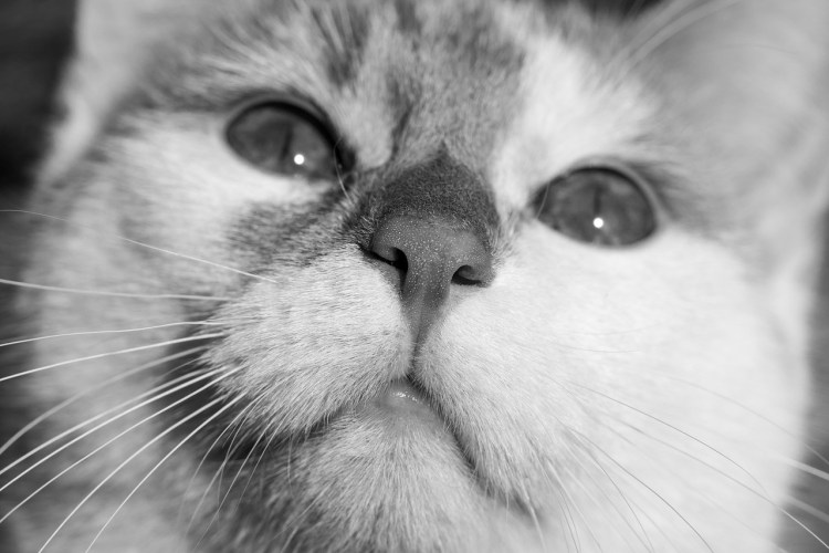 Макросъемка кошек
