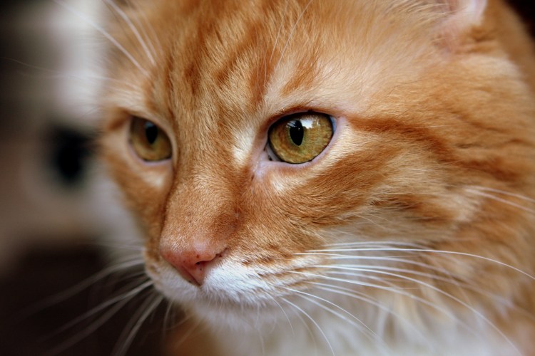 Черные пятна на носу у кота