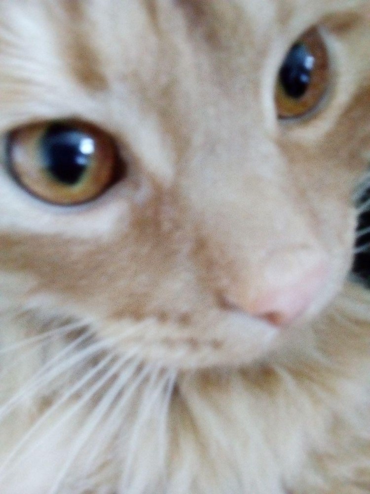 Калицивироз (эозинофильная гранулема)