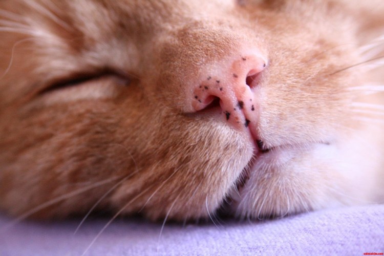 Черные пятна на носу у кота