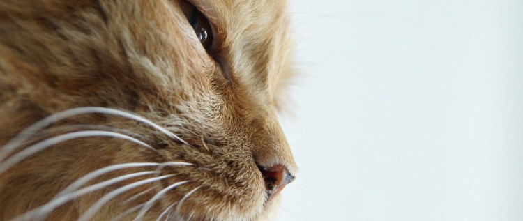 Ринопластика носа у кошки