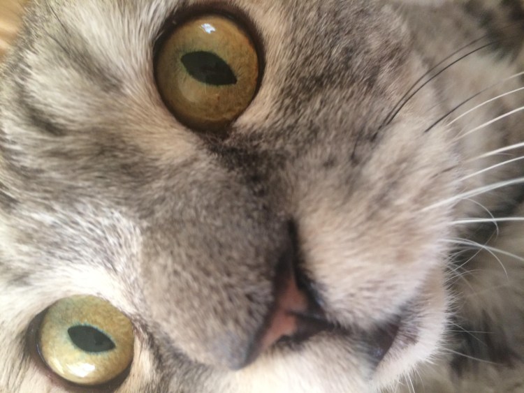 Обморожение носа у кошки