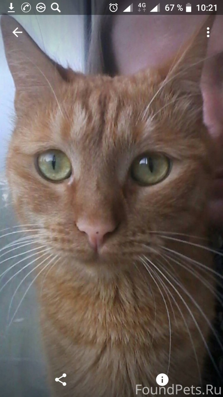 Кошка под гипнозом фото