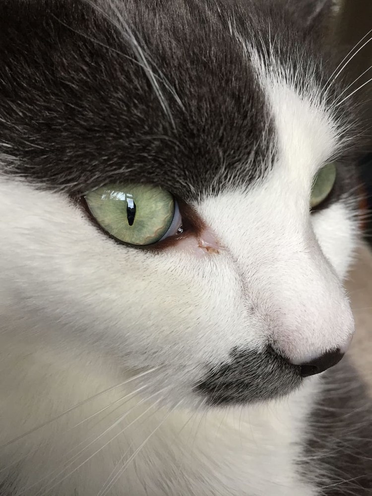 Дерматомикоз (стригущий лишай)