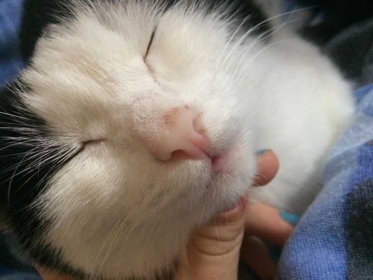 Отодектоз (ушная чесотка)