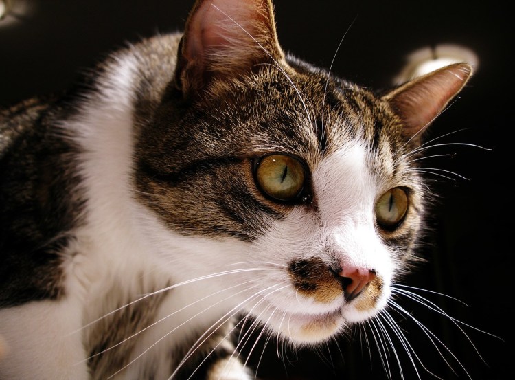 Кошачьи веснушки лентиго