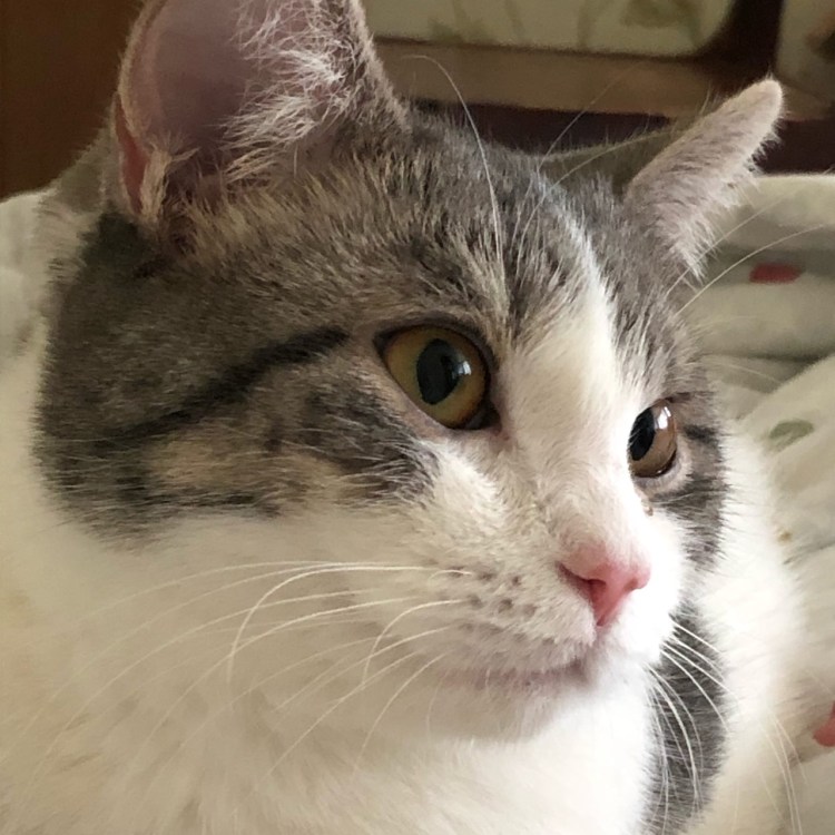 Две полоски на морде у кота