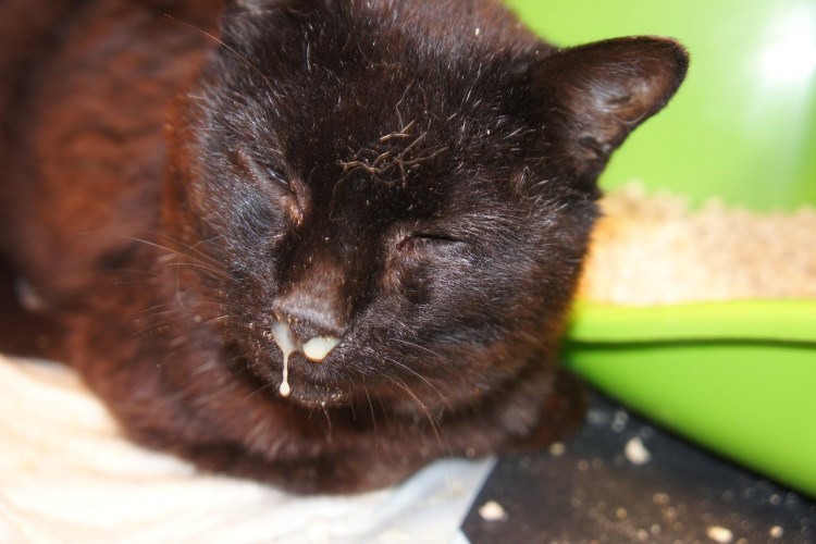 У кошки опухла переносица