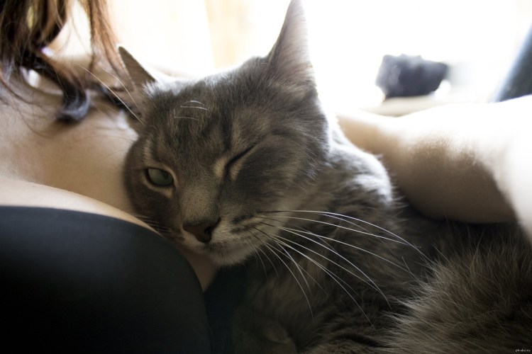 Кот лежит на девушке