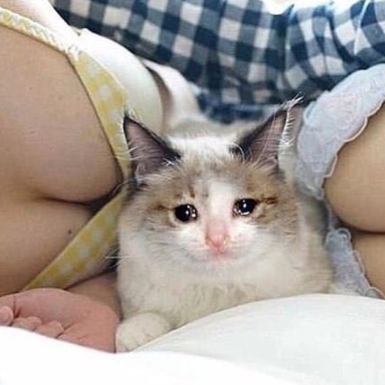 Кот на груди