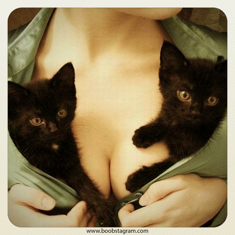 Котенок на женской груди