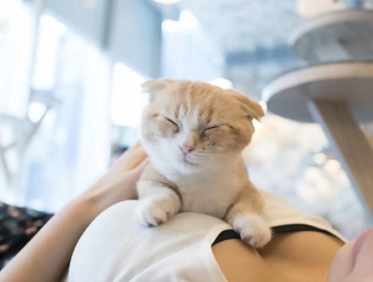 Коты и женская грудь