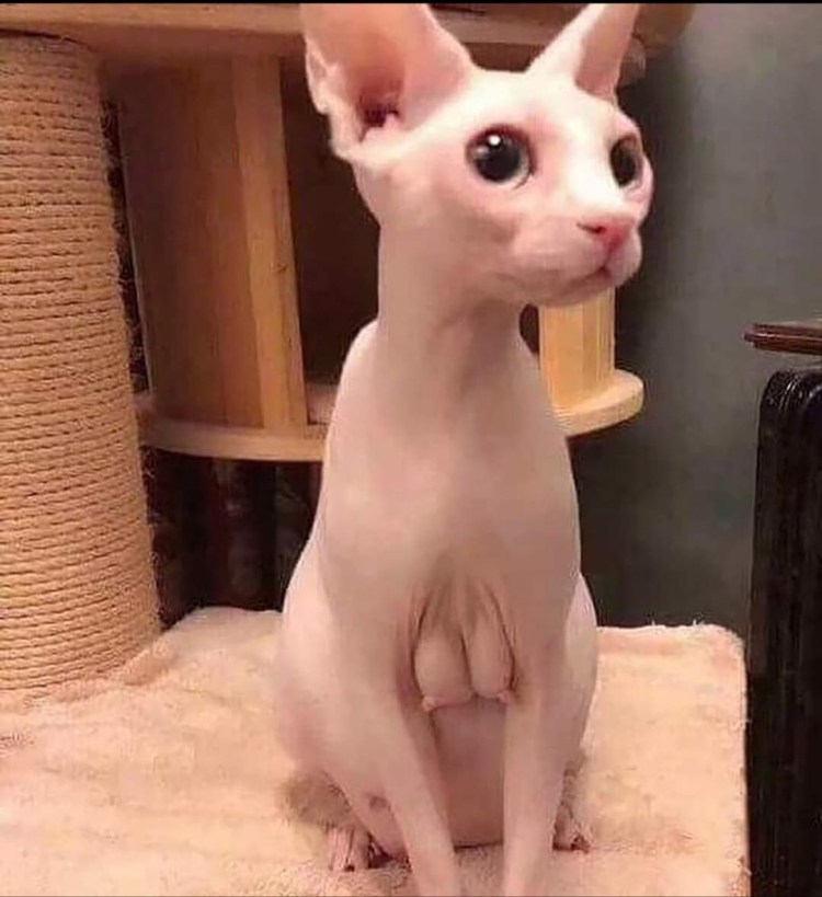 Сфинкс с сисями