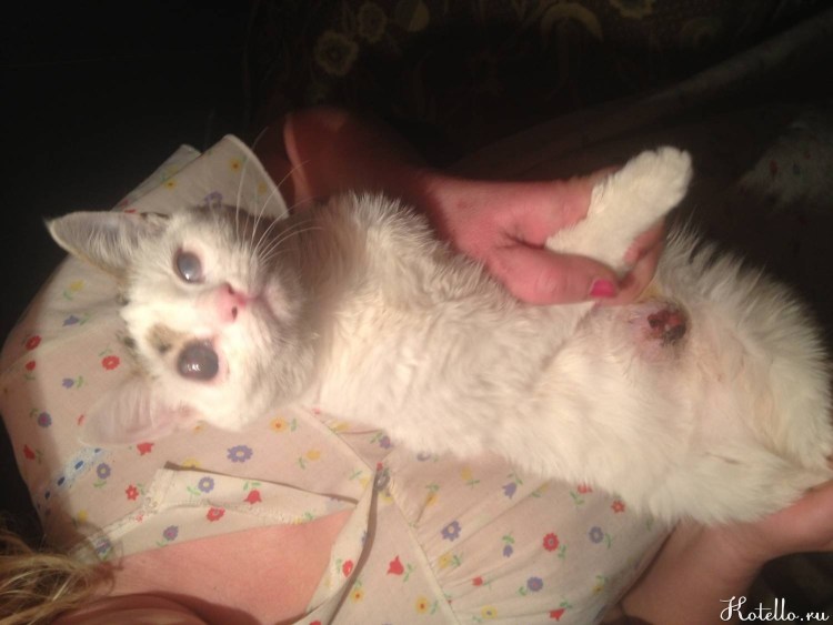 Котенок в лифчике