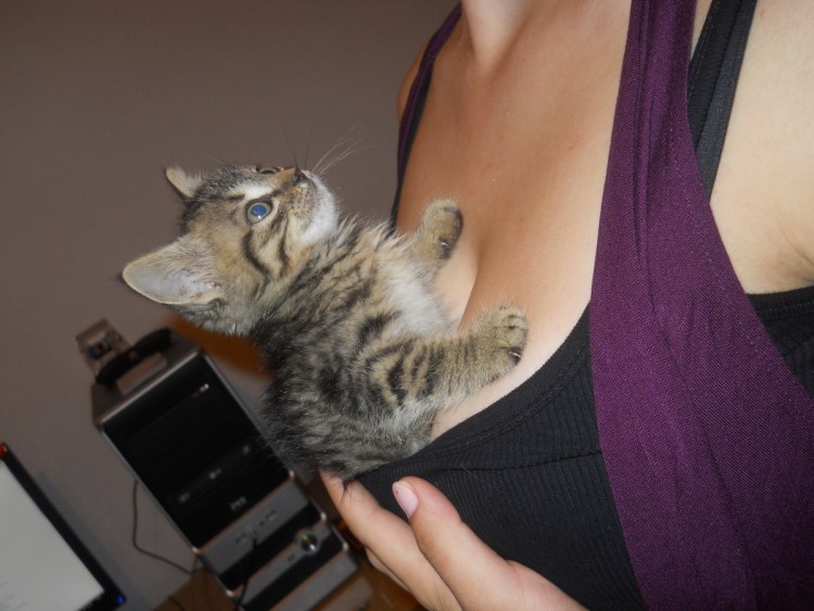 Котенок в декольте