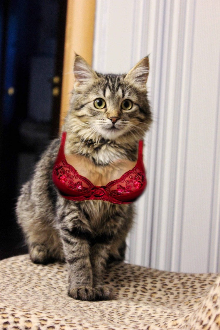 Котик на сисях