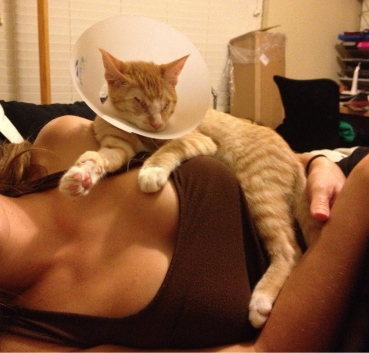 Красивая девушка с котом в белье