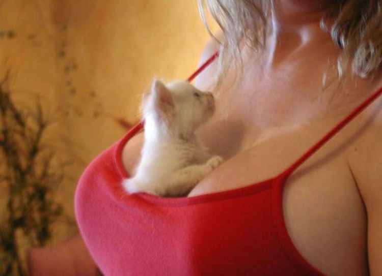 Котенок на груди