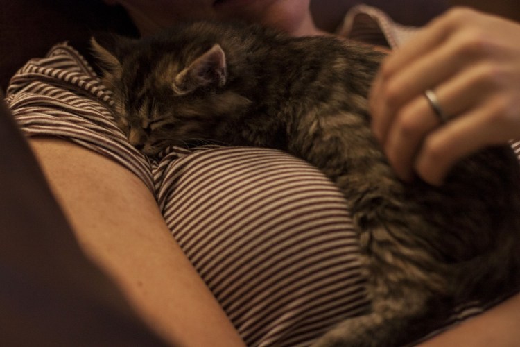 Котенок на груди