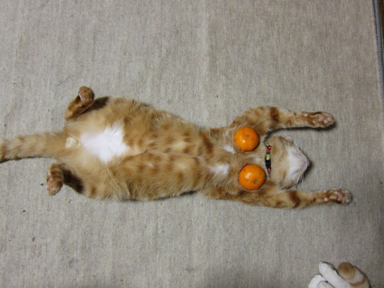 Кот на груди