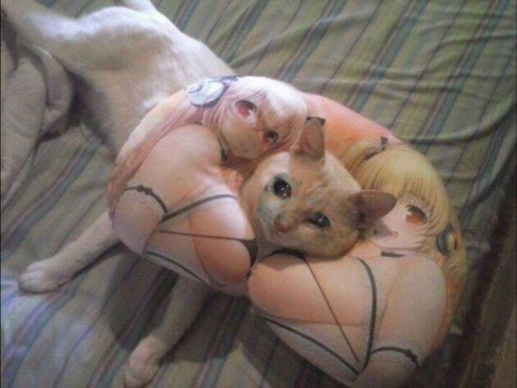 Сиси кошечки