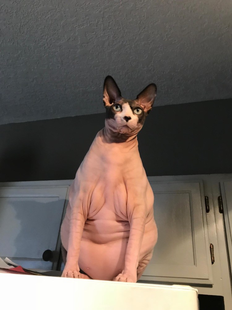 Кот из груди