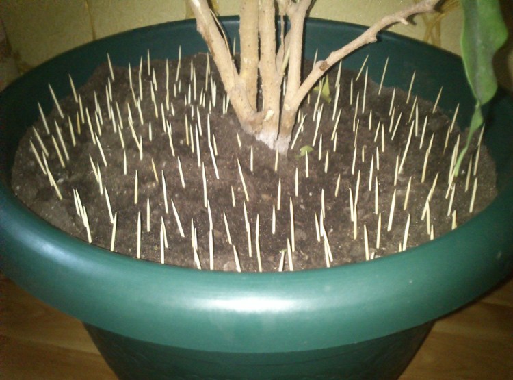 Зубочистки в горшок от кота